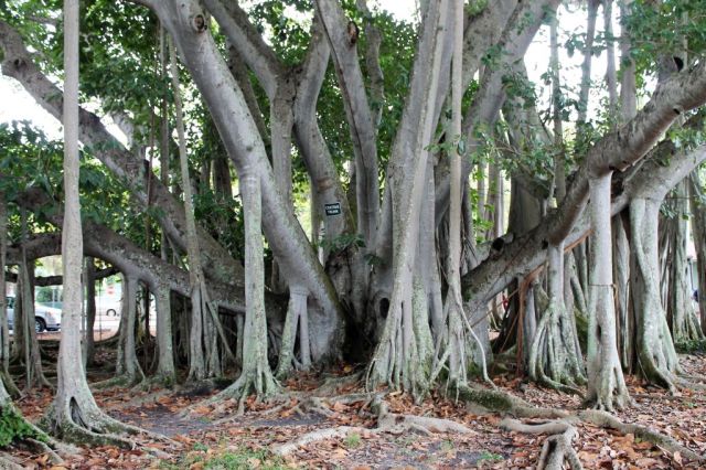 4Edison & Ford Estate 8