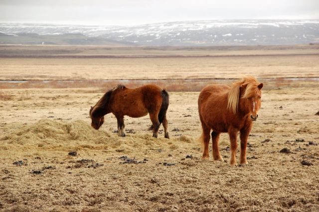 5Islandshästar 5
