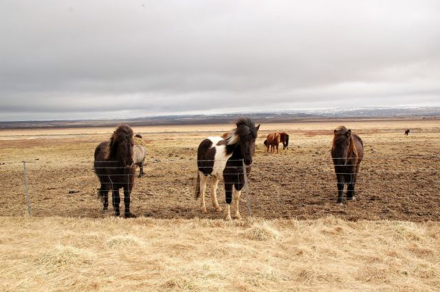 5Islandshästar