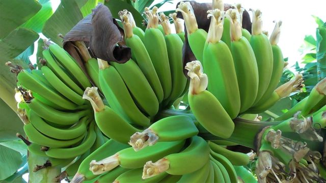 2Bananplantage16