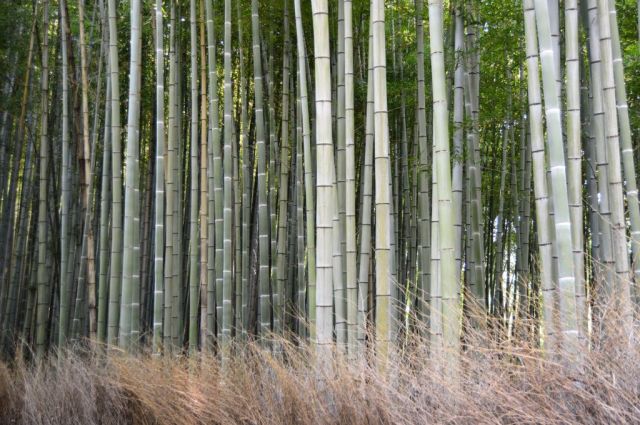 1Bambuskog23