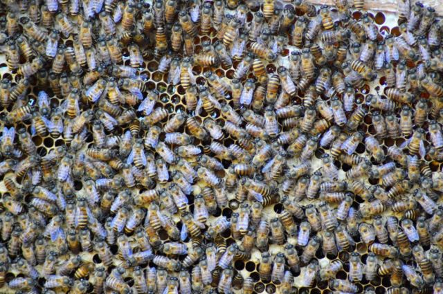 9Biodling Mekongfloden 3