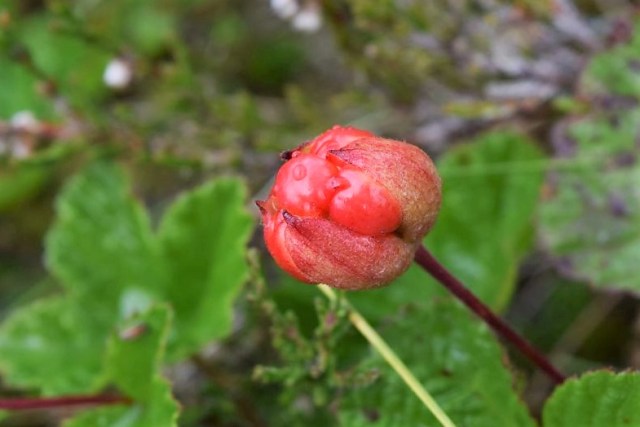 Lunndörren-Vålåstugan 18 - kopia
