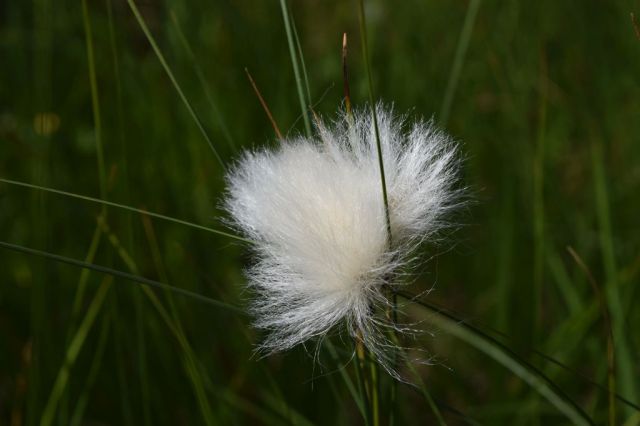 Vålådalen-Lunndörren 33