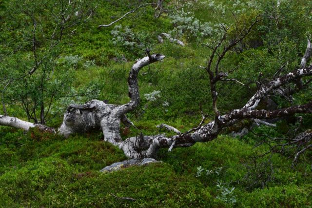 Vålåstugan-Stensdalen 117