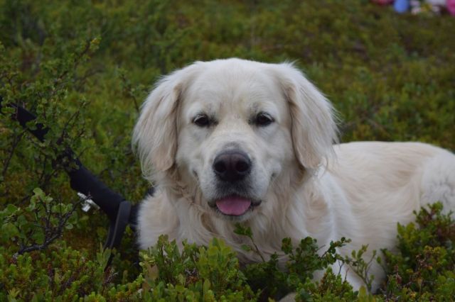 Vålåstugan-Stensdalen 80