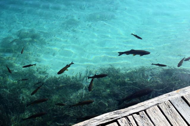 Plitvicesjöarna 147