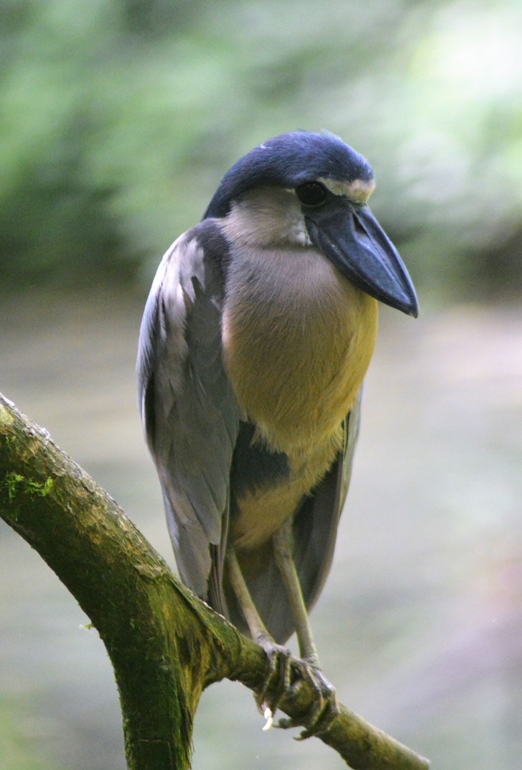 1Danaus Ecocenter 108