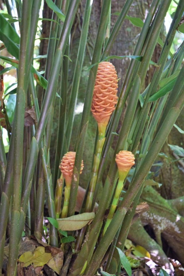 1Danaus Ecocenter 131