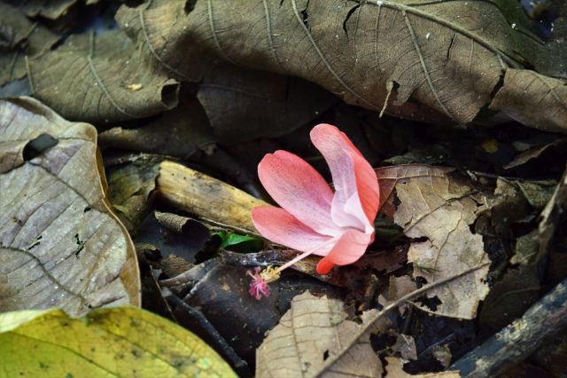 1Danaus Ecocenter 134