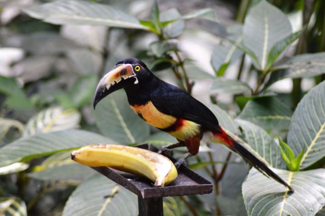 1Danaus Ecocenter 149