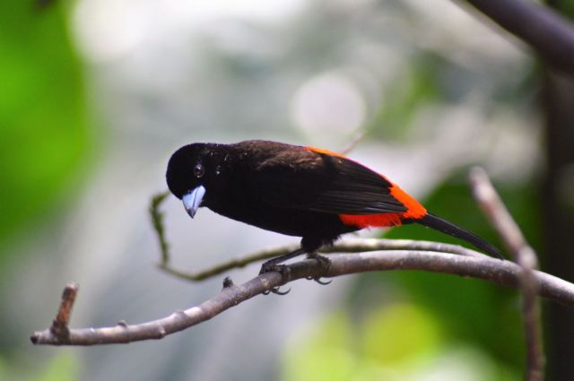 1Danaus Ecocenter 155