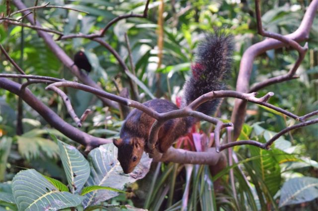 1Danaus Ecocenter 158