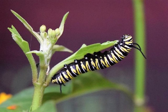 1Danaus Ecocenter 30