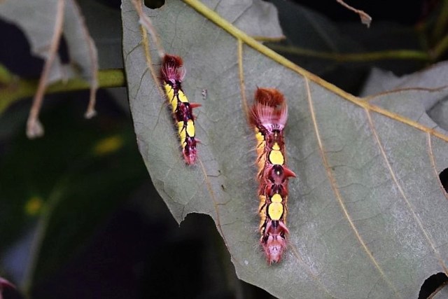 1Danaus Ecocenter 32