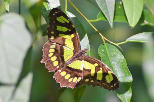 1Danaus Ecocenter 49