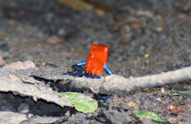 1Danaus Ecocenter 62