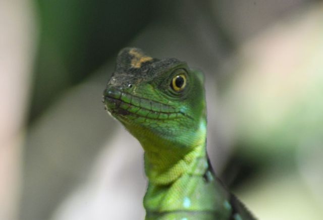 1Danaus Ecocenter 78