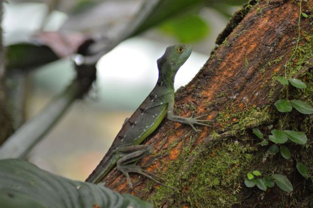 1Danaus Ecocenter 85