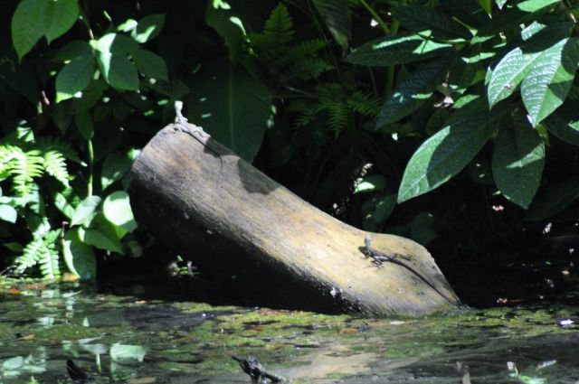 1Danaus Ecocenter 91