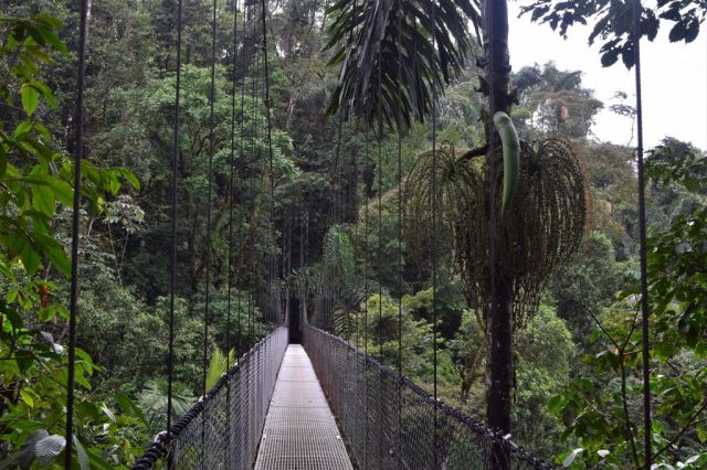 1Mistico Hanging Bridges 100