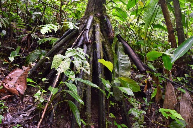1Mistico Hanging Bridges 127