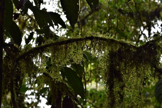1Mistico Hanging Bridges 39