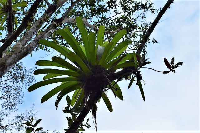 1Mistico Hanging Bridges 8