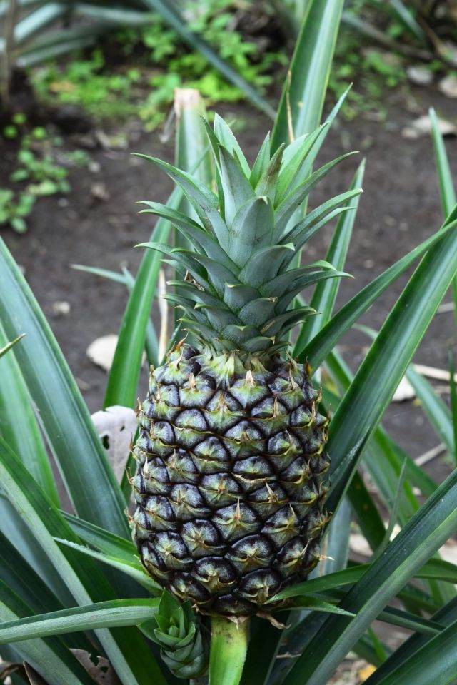 1Vulkanvandring Arenal 14