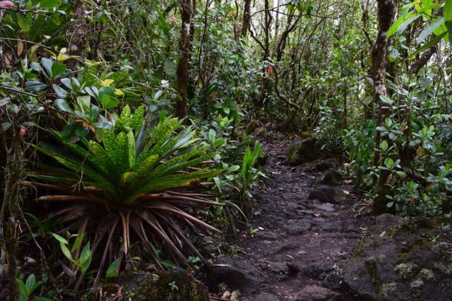 1Vulkanvandring Arenal 80