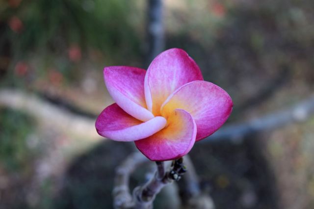 2Hotell Nahua, Tamarindo 49