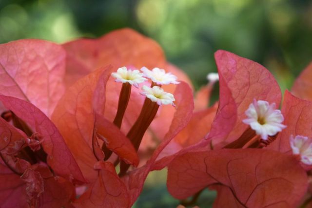 2Hotell Nahua, Tamarindo 52