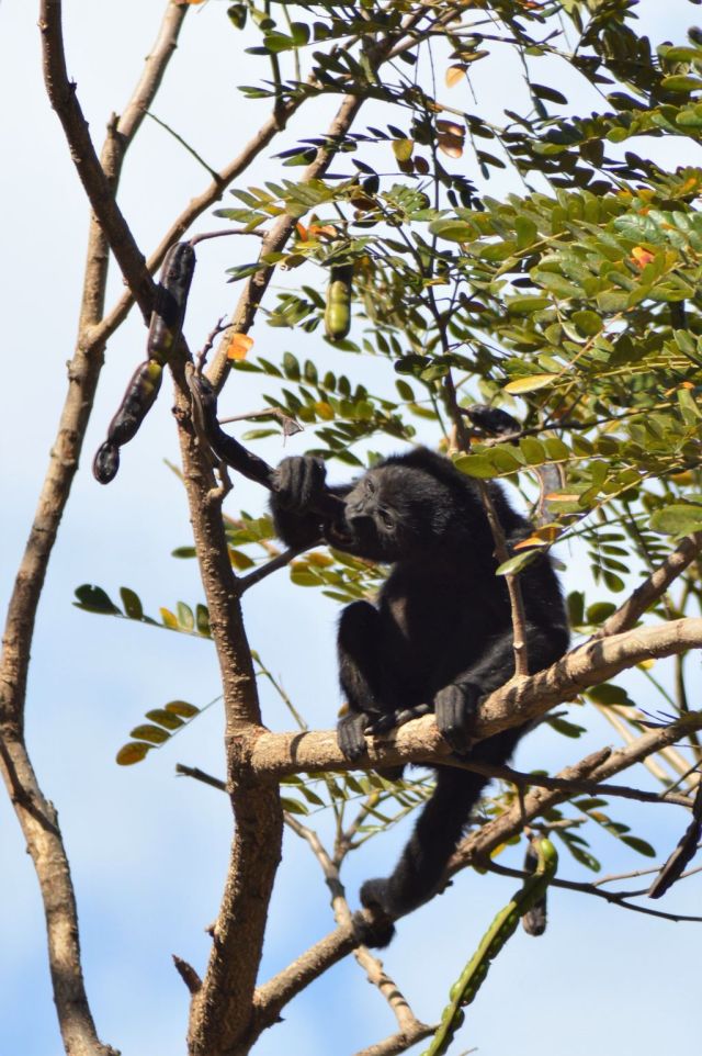2Hotell Nahua, Tamarindo 60