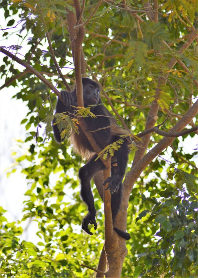 2Hotell Nahua, Tamarindo 63