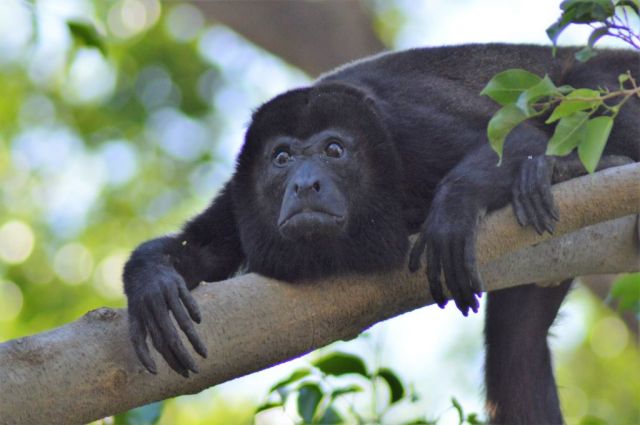 2Hotell Nahua, Tamarindo 89