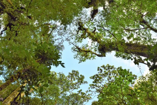 4Hanging Bridges 126