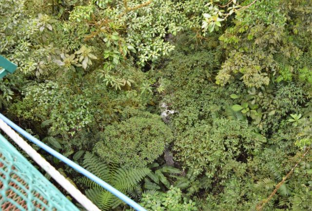 4Hanging Bridges 133