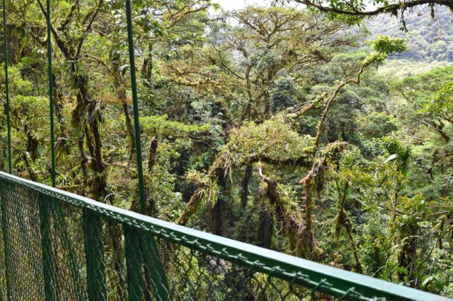 4Hanging Bridges 50