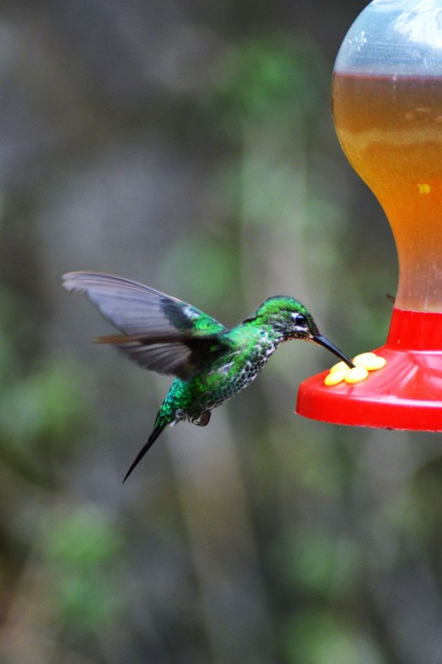 5Hummingbird Garden 21