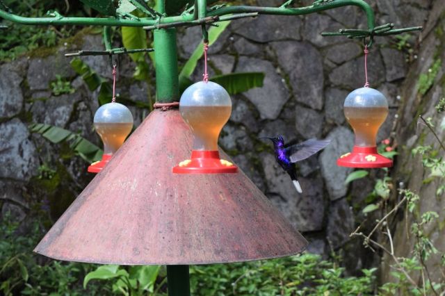 5Hummingbird Garden 9