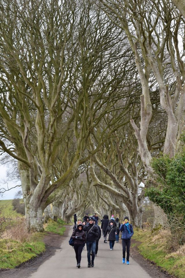 2Dark Hedges 22