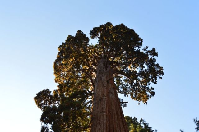 10Sequoia National Park, Sentinel 16