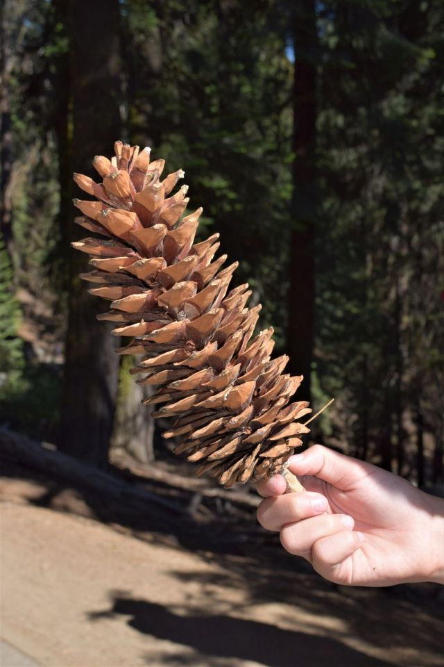 1Sequoia National Park 47