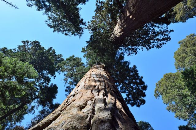 3Sequoia National Park 14