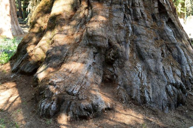 5Sequoia National Park, General Sherman 30