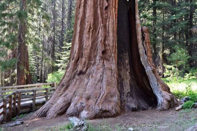 5Sequoia National Park, General Sherman 34