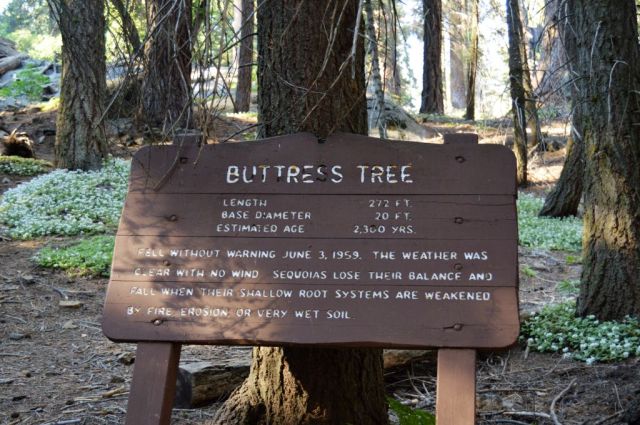 8Buttress Tree 1