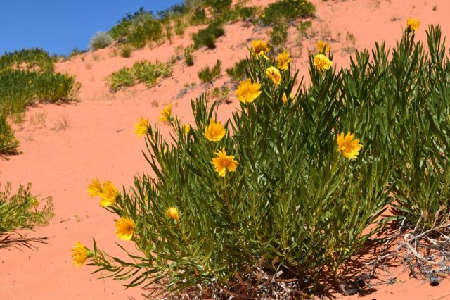 Pink Coral Sand Dunes State Park 25