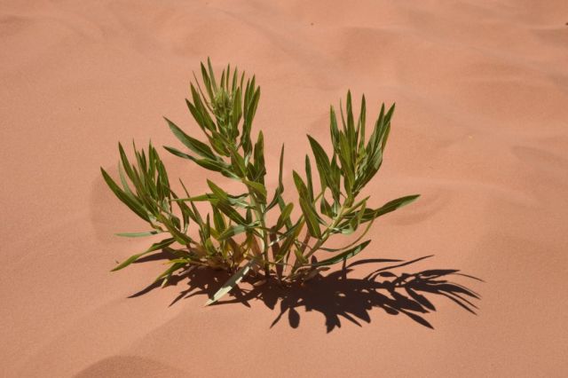 Pink Coral Sand Dunes State Park 37