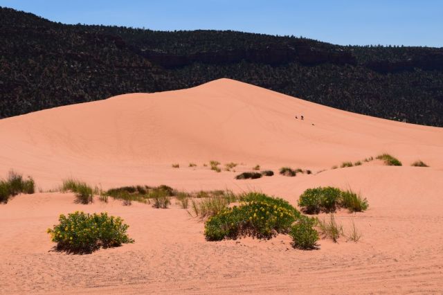Pink Coral Sand Dunes State Park 53